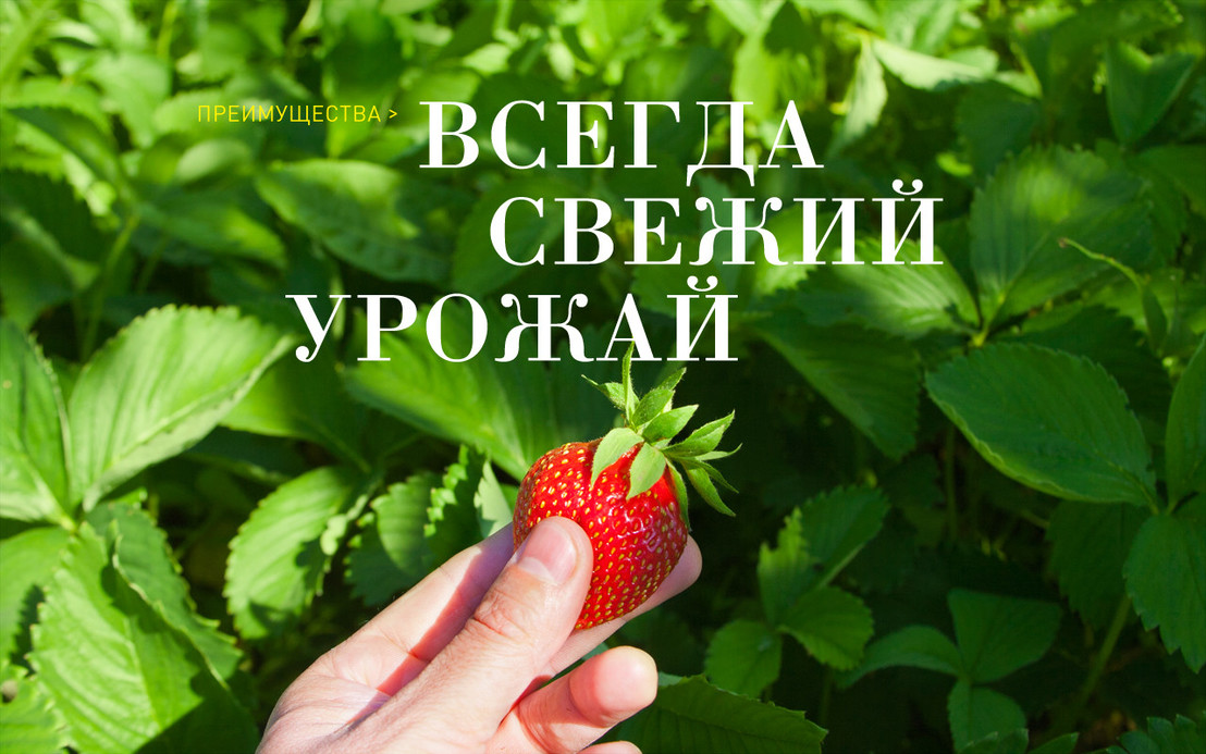 LANCHEST #Дизайн_Вадим_Пащенко